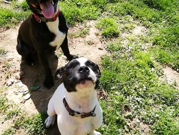 Riddick et Roxie.jpg