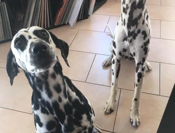 choko et Ila